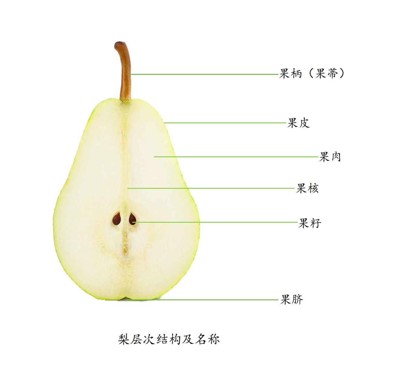 梨结构图_01(1).png 梨结构图_01(1).png